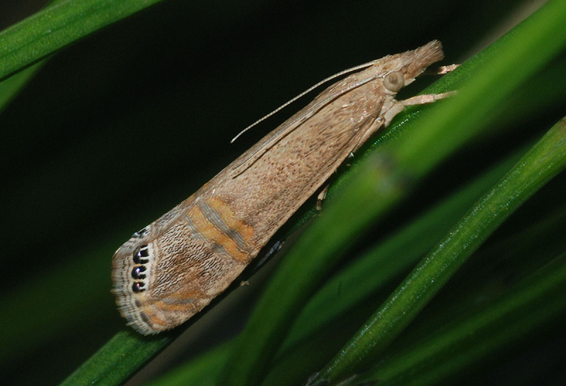 Euchromius bellus? No, Euchromius ocellea, Crambidae